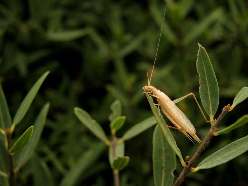 Réf. 286 044 : Oecanthus dulcisonans